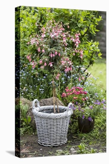 Fuchsia in White Basket-Andrea Haase-Premier Image Canvas