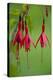 Fuchsia Magellanica-Bob Gibbons-Premier Image Canvas