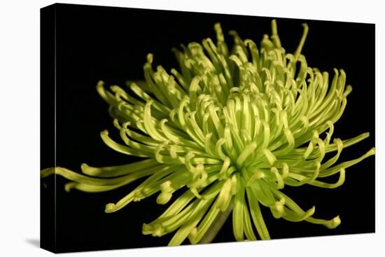 Fuji Mum IV-Renee W. Stramel-Stretched Canvas