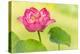 Full Bloom of a Perfect Japanese Lotus Nelumbo Elite Red Flower and Leaf-Anyka-Stretched Canvas