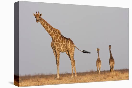 Full Body Portrait Of A Giraffe With Its Tail In The Air And Two Other Giraffe In The Distance-Karine Aigner-Premier Image Canvas