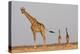 Full Body Portrait Of A Giraffe With Its Tail In The Air And Two Other Giraffe In The Distance-Karine Aigner-Premier Image Canvas