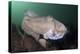 Full Body View of a Broadclub Cuttlefish Amongst a Reef-Stocktrek Images-Premier Image Canvas