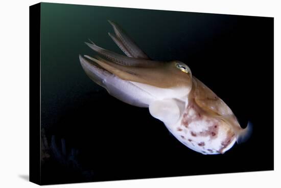 Full Body View of a Broadclub Cuttlefish Amongst a Reef-Stocktrek Images-Premier Image Canvas