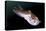 Full Body View of a Broadclub Cuttlefish Amongst a Reef-Stocktrek Images-Premier Image Canvas