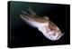 Full Body View of a Broadclub Cuttlefish Amongst a Reef-Stocktrek Images-Premier Image Canvas