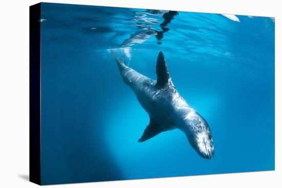 Full Body View of a Leopard Seal, Astrolabe Island, Antarctica-null-Premier Image Canvas