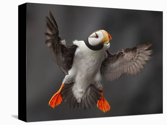 Full Flaps !-Alfred Forns-Premier Image Canvas