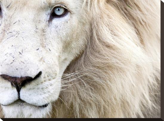 Full Frame Close Up Portrait of a Male White Lion with Blue Eyes.  South Africa.-Karine Aigner-Stretched Canvas
