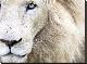 Full Frame Close Up Portrait of a Male White Lion with Blue Eyes.  South Africa.-Karine Aigner-Stretched Canvas