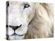 Full Frame Close Up Portrait of a Male White Lion with Blue Eyes.  South Africa.-Karine Aigner-Premier Image Canvas