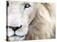 Full Frame Close Up Portrait of a Male White Lion with Blue Eyes.  South Africa.-Karine Aigner-Premier Image Canvas
