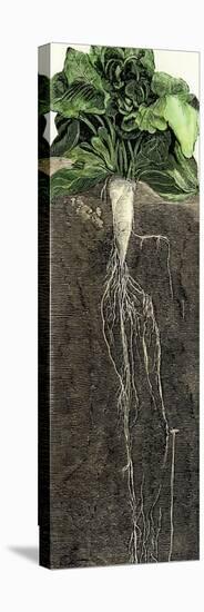 Full-Grown Sugar Beet, Showing Root-null-Premier Image Canvas