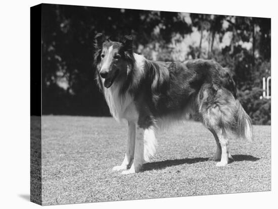 Full-Length Side View of Collie "Lassie"-null-Premier Image Canvas