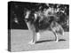 Full-Length Side View of Collie "Lassie"-null-Premier Image Canvas