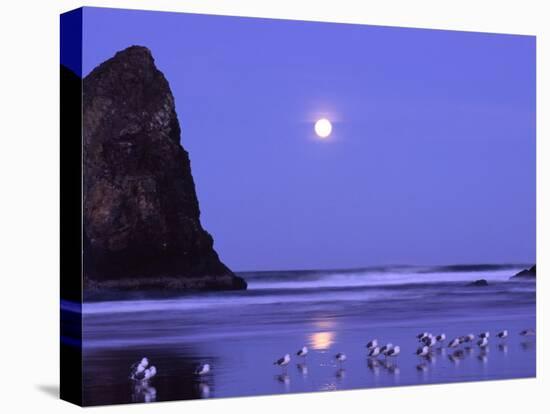 Full Moon and Seagulls at Sunrise, Cannon Beach, Oregon, USA-Janell Davidson-Premier Image Canvas
