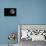 Full Moon Isolated on a Black Sky-Steve Collender-Premier Image Canvas displayed on a wall
