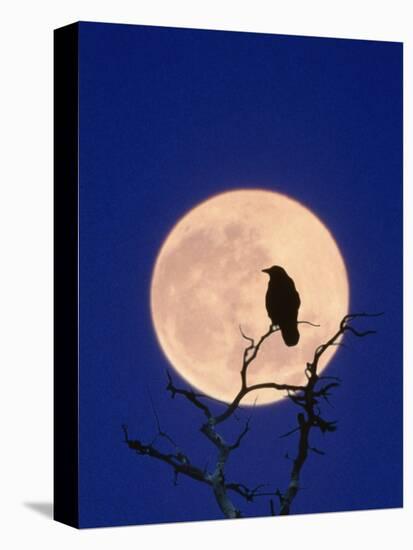 Full Moon over Raven in Tree-Aaron Horowitz-Premier Image Canvas