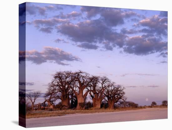 Full Moon Rises over Spectacular Grove of Ancient Baobab Trees, Nxai Pan National Park, Botswana-Nigel Pavitt-Premier Image Canvas