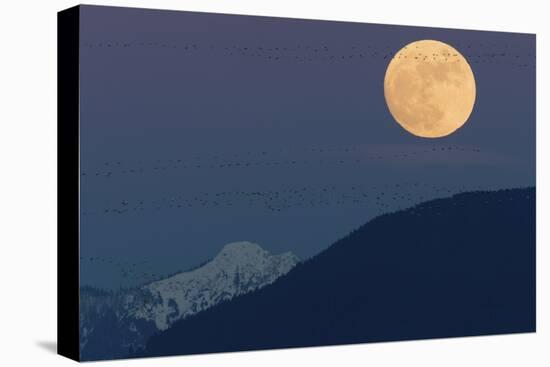 Full moon rising, migrating Snow Geese-Ken Archer-Premier Image Canvas