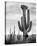 Full view of cactus with others surrounding, Saguaros, Saguaro National Monument, Arizona, ca. 1941-Ansel Adams-Stretched Canvas