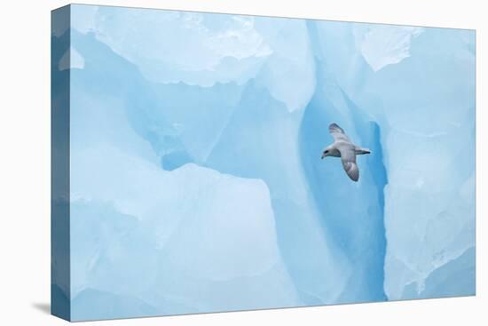 Fulmer (Fulmras Glacialis) In Flight Near Blue Glacier, Svalbard, July-Danny Green-Premier Image Canvas