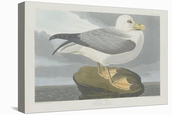 Fulmer Petrel, 1835-John James Audubon-Premier Image Canvas