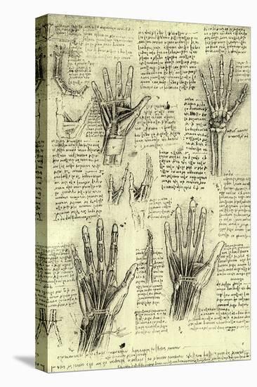 Functions of Human Hand-Leonardo da Vinci-Premier Image Canvas