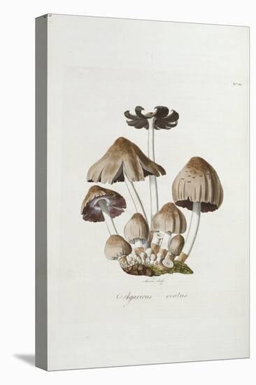 Fungi. Agaricus Ovalus, from 'Flora Londinesis'-William Curtis-Premier Image Canvas