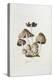 Fungi. Agaricus Ovalus, from 'Flora Londinesis'-William Curtis-Premier Image Canvas