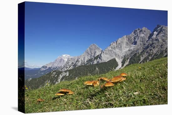 Fungi in the Grass of the Marienberg Alp Near Biberwier in Tyrol, Mountaintop-Uwe Steffens-Premier Image Canvas