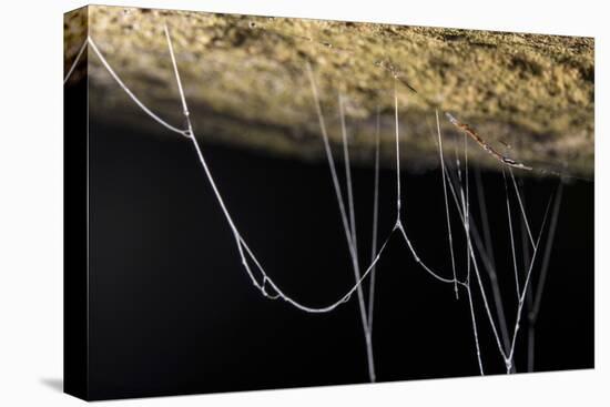 Fungus gnat larvae, with sticky hanging threads, waiting to ambush small flying insects, Malaysia-Emanuele Biggi-Premier Image Canvas