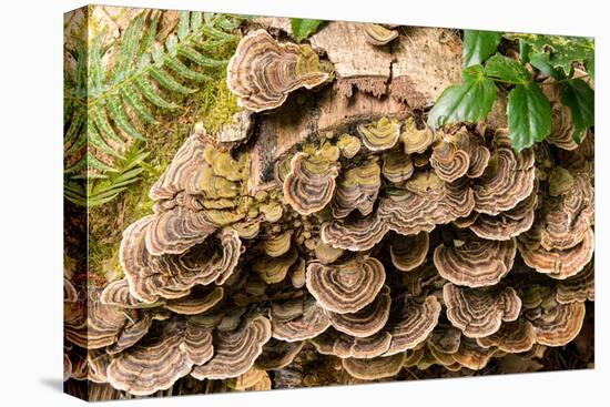 Fungus growing on fallen tree in rainforest-null-Premier Image Canvas