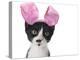 Funny Black and White Kitten Wearing Pink Easter Bunny Ears-Hannamariah-Premier Image Canvas