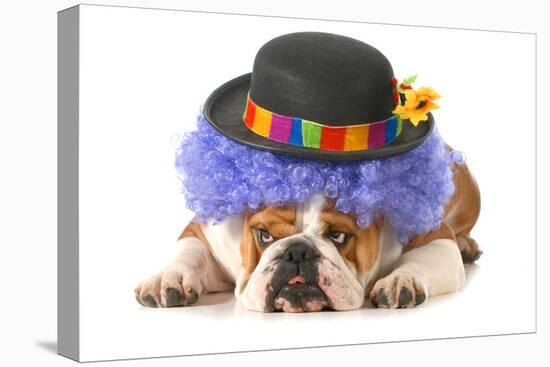 Funny Dog - English Bulldog Dressed Up Like A Clown Isolated On White Background-Willee Cole-Premier Image Canvas