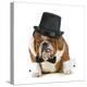 Funny Dog - Grumpy Looking Bulldog Dressed Up In A Tophat And Black Tie-Willee Cole-Premier Image Canvas