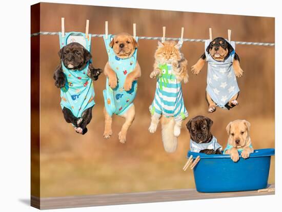 Funny Group of American Staffordshire Terrier Puppies with Little Red Cat Hanging on a Clothesline-Grigorita Ko-Premier Image Canvas