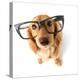 Funny Little Dachshund Wearing Glasses Distorted By Wide Angle Closeup. Focus On The Eyes-Hannamariah-Premier Image Canvas