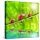 Funny Picture Of The Ladybugs Family Running On A Grass Bridge Over A Spring Flood-Kletr-Premier Image Canvas