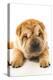 Funny Sharpei Puppy Isolated On White Background-NejroN Photo-Premier Image Canvas