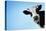 Funny Smiling Black And White Cow On Blue Clear Background-Dudarev Mikhail-Premier Image Canvas