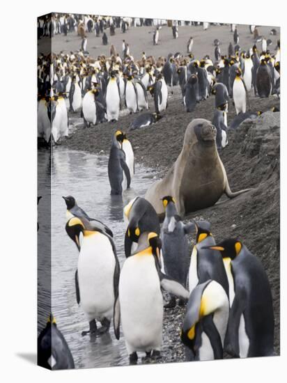 Fur Seal and King Penguins, St. Andrews Bay, South Georgia, South Atlantic-Robert Harding-Premier Image Canvas