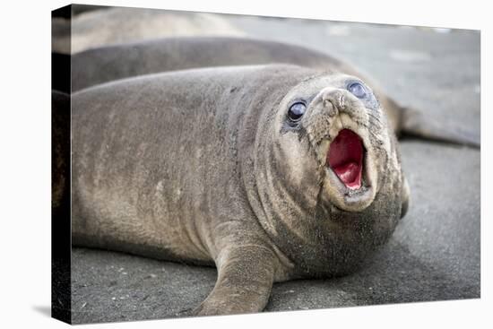 Fur seal pup. Gold Harbor, South Georgia Islands.-Tom Norring-Premier Image Canvas