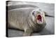 Fur seal pup. Gold Harbor, South Georgia Islands.-Tom Norring-Premier Image Canvas
