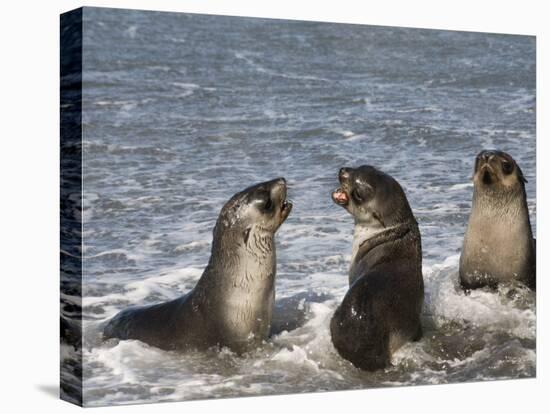 Fur Seals, Moltke Harbour, Royal Bay, South Georgia, South Atlantic-Robert Harding-Premier Image Canvas