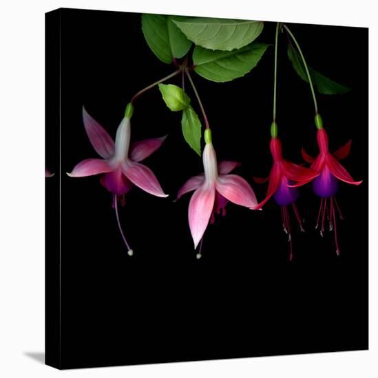 fuschia I-Magda Indigo-Premier Image Canvas