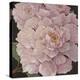 Fuschia Peonies-Janet Kruskamp-Stretched Canvas