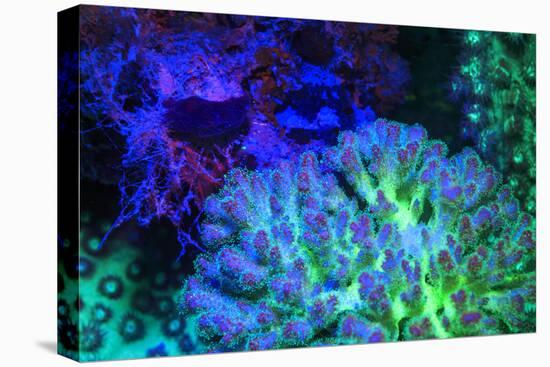 Fused Staghorn Coral, Day Fluorescing, Palau, Rock Islands, Micronesia-Stuart Westmorland-Premier Image Canvas