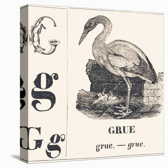 G for Crane, 1850 (Engraving)-Louis Simon (1810-1870) Lassalle-Premier Image Canvas