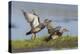 Gadwall pair flying-Ken Archer-Premier Image Canvas